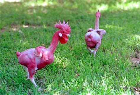 featherless chicken breed|Naked